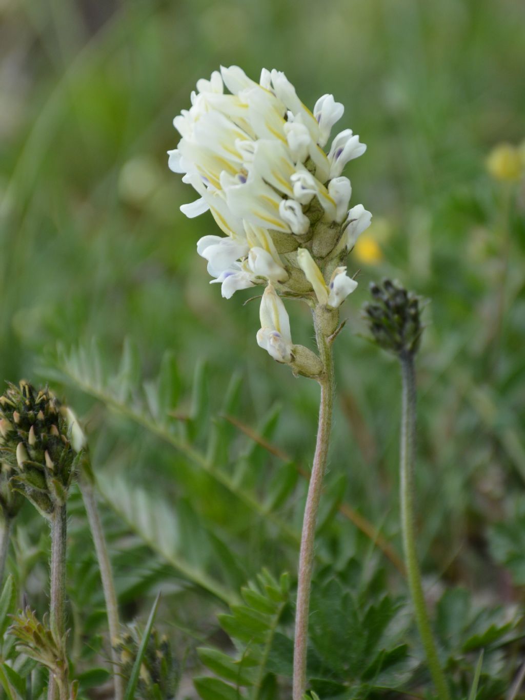 Astragalus australis / Astragalo meridionale